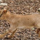 Karlsruher Zoo: 'Brownie' rennt schnell, um Anlauf zu nehmen, ...