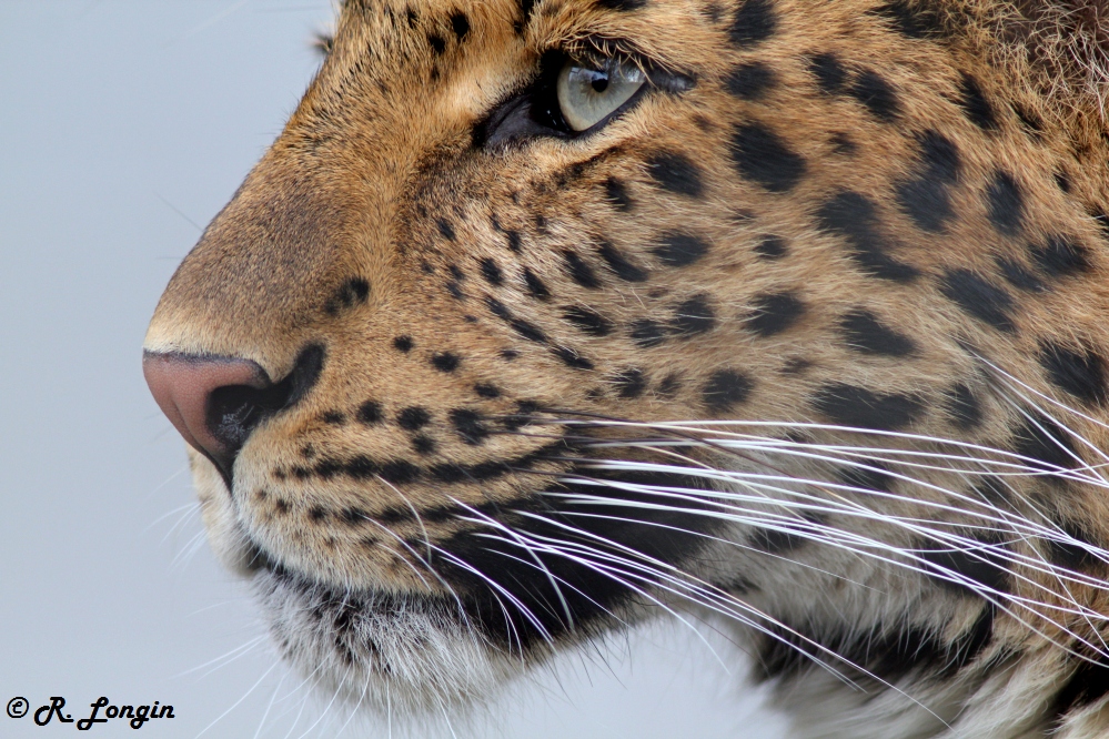 Karlsruher Zoo: Chinaleopardin YUE ...