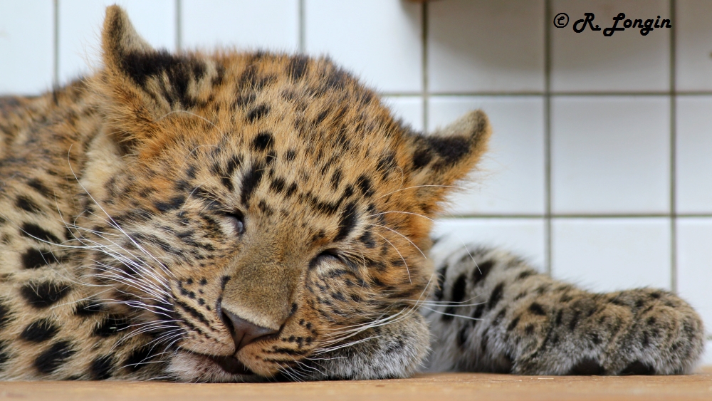 Karlsruher Zoo: Das Baby schläft tief und fest ...