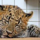 Karlsruher Zoo: Das Baby schläft tief und fest ...