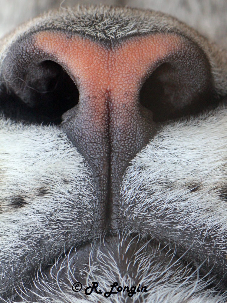 Karlsruher Zoo: Des Rätsels Lösung: Schneeleopard