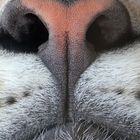 Karlsruher Zoo: Des Rätsels Lösung: Schneeleopard