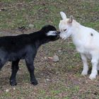 Karlsruher Zoo: die 'Nightie' lässt die 'Sissie' beim Pinkeln nicht alleine, ...