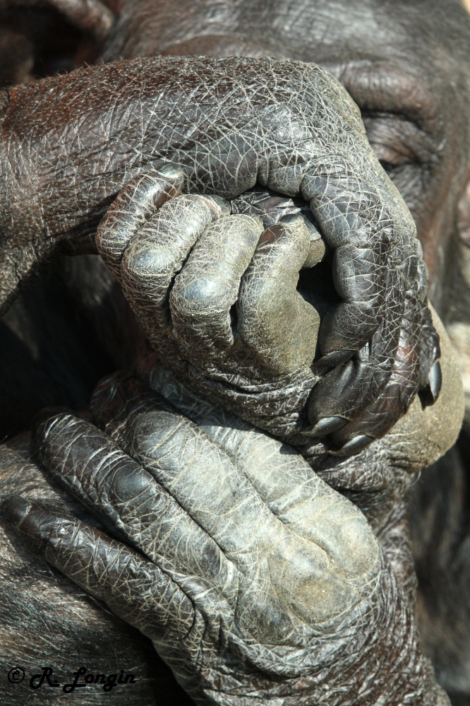 Karlsruher Zoo: Dieses Bild hat sicherlich 'Hand und Fuß' ;-)