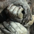 Karlsruher Zoo: Dieses Bild hat sicherlich 'Hand und Fuß' ;-)