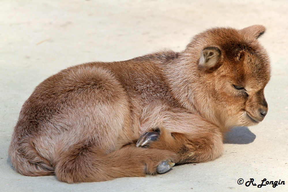 Karlsruher Zoo: Dieses dösende Baby ist gar nicht 'von gestern', ...