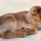 Karlsruher Zoo: Dieses dösende Baby ist gar nicht 'von gestern', ...