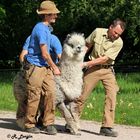 Karlsruher Zoo: drei kräftige Pfleger bedurfte es, ...