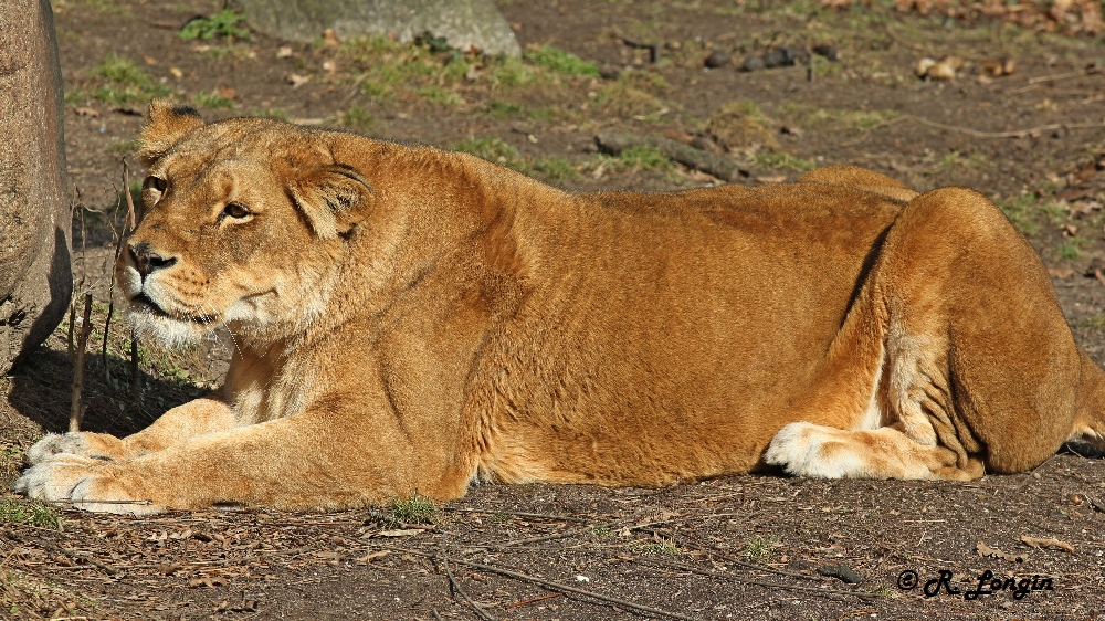 Karlsruher Zoo: "Es ist frustrierend, ..."