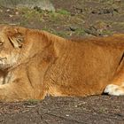 Karlsruher Zoo: "Es ist frustrierend, ..."