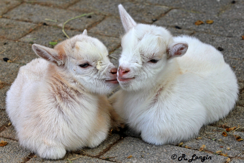 Karlsruher Zoo Es Sind Susse Zwillinge Foto Bild Tiere Zoo Wildpark Falknerei Saugetiere Bilder Auf Fotocommunity