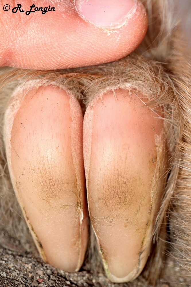 Karlsruher Zoo: Finger eines Riesen auf einem Huf? ;-)