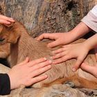 Karlsruher Zoo: Fünf Hände sind nicht genug! ...