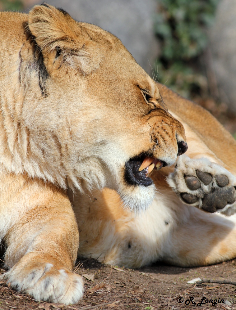 Karlsruher Zoo: "Ich beiß dich gleich ab, ..."