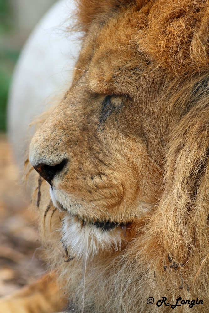 Karlsruher Zoo:      in memoriam an dem Löwen MENELAOS