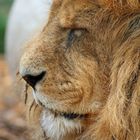 Karlsruher Zoo:      in memoriam an dem Löwen MENELAOS