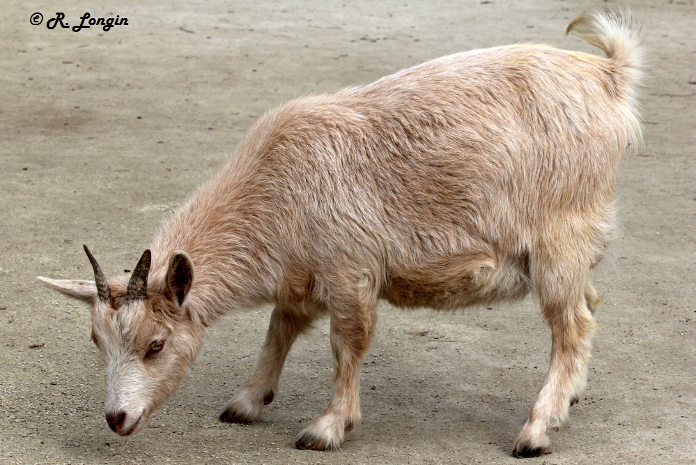 Karlsruher Zoo: Ist die Ziege etwa zu gut im Futter? ...