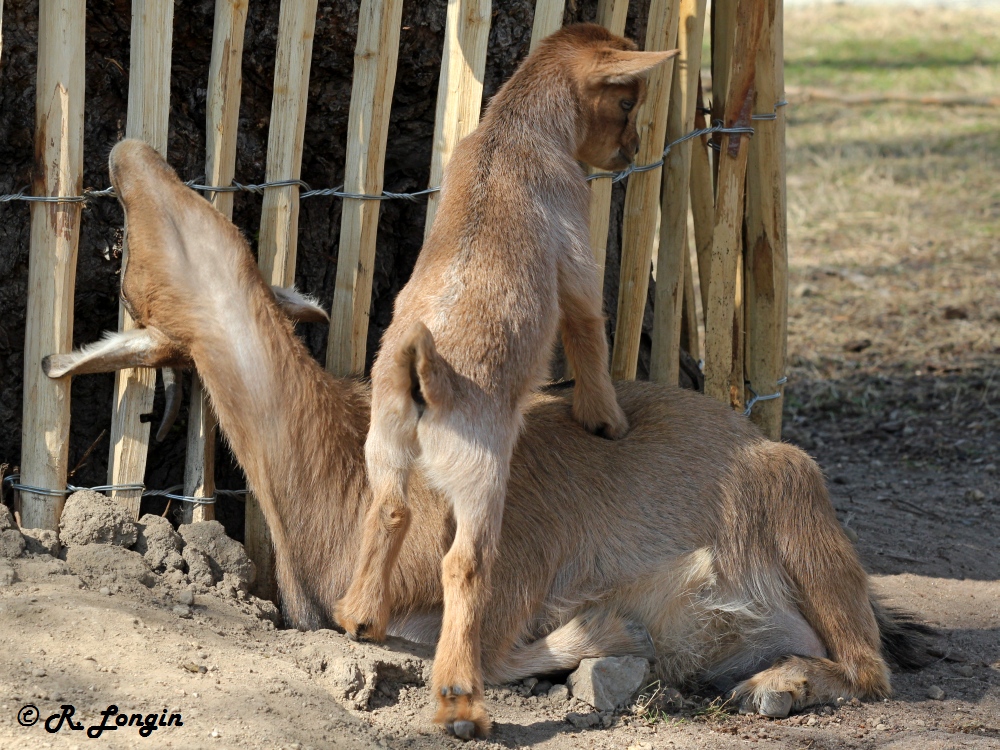 Karlsruher Zoo: "Jauuuul!!!! Das ist meine Niere!"