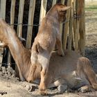 Karlsruher Zoo: "Jauuuul!!!! Das ist meine Niere!"