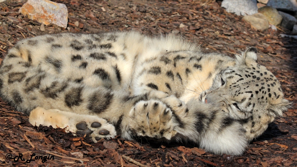 Karlsruher Zoo: JULIKA mag ihren Schwanz ;-)