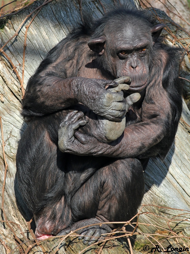 Karlsruher Zoo: KATCHE kratzt sich mit ihrem Fuß, ....