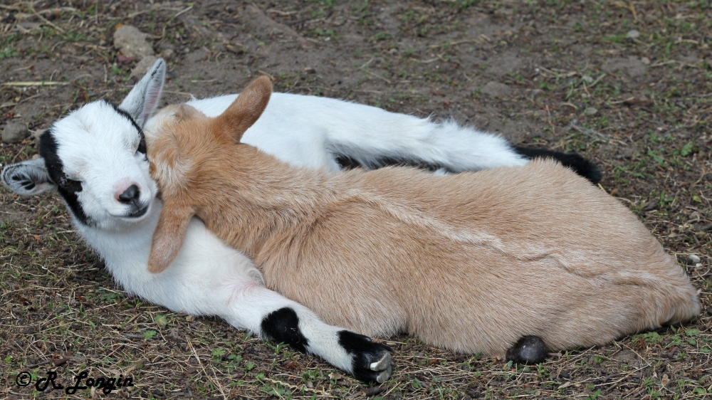 Karlsruher Zoo: "Komm, lass uns miteinander schmusen" ...