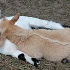 Karlsruher Zoo: "Komm, lass uns miteinander schmusen" ...