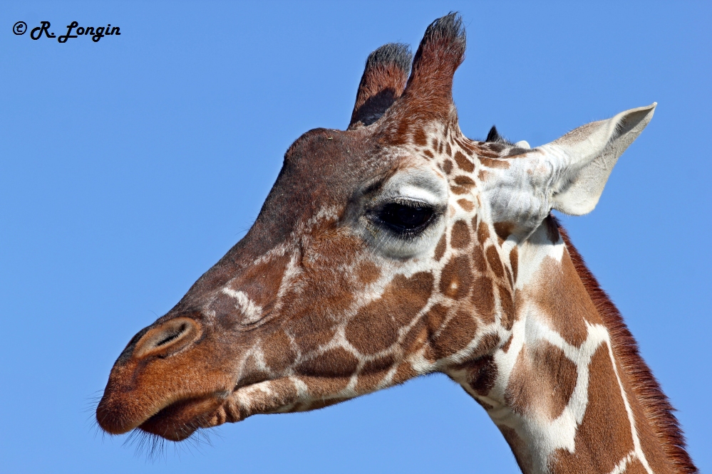 Karlsruher Zoo: Kopf einer der verbliebenen 4 Giraffen