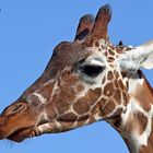 Karlsruher Zoo: Kopf einer der verbliebenen 4 Giraffen