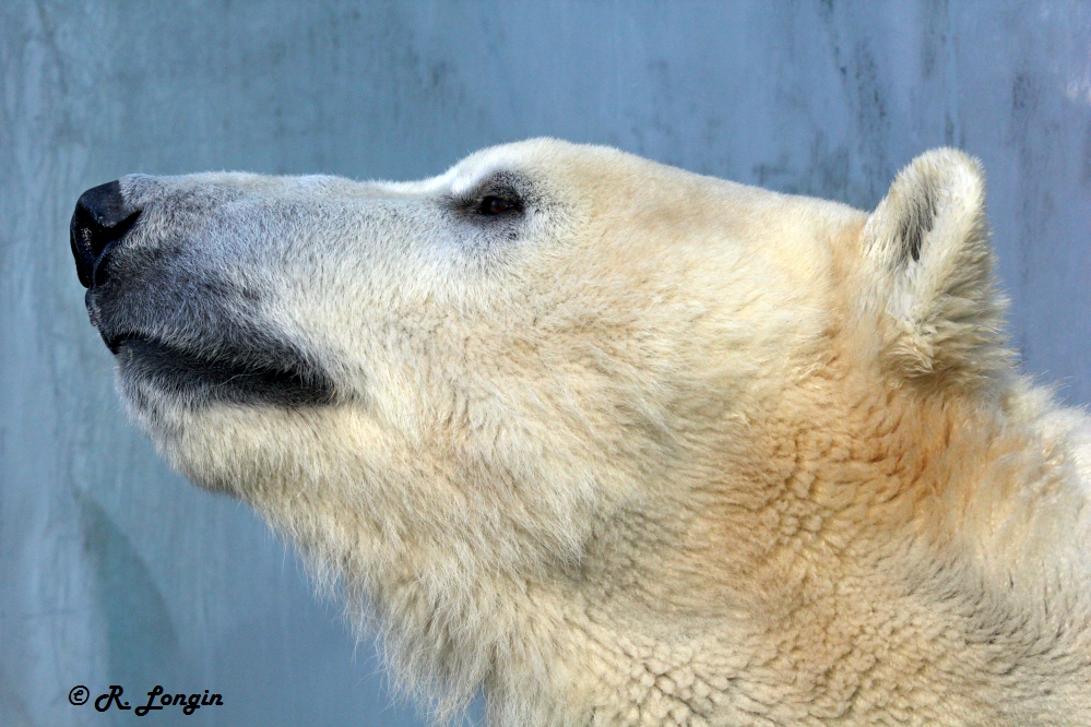 Karlsruher Zoo: Kopf von Eisbärin NIKA