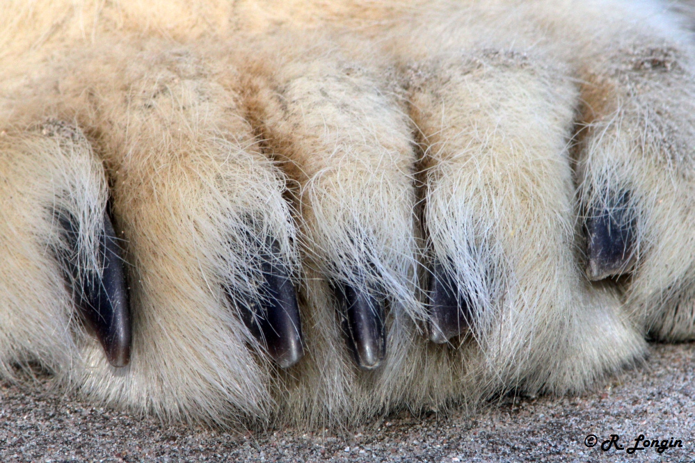 Karlsruher Zoo: linke vordere Tatze von NIKA