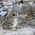 Karlsruher Zoo: "Mhhm, du schmeckst aber lecker"