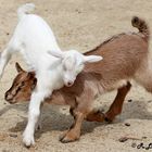 Karlsruher Zoo: Mit Schwung : "Augen zu und durch" ...