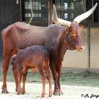 Karlsruher Zoo: "Mmhmm, lecker"