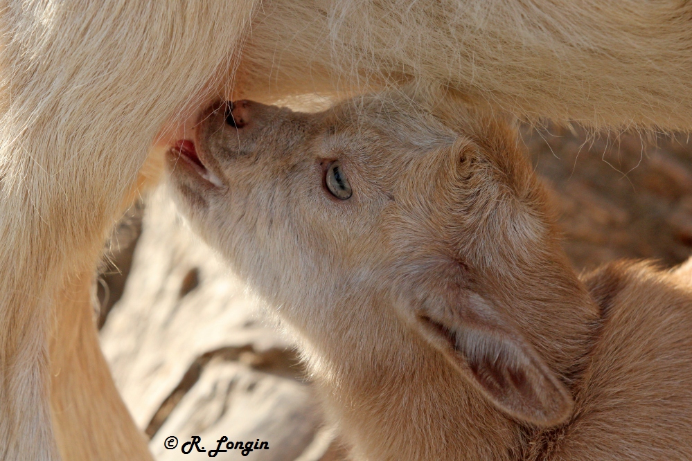 Karlsruher Zoo: Nicht nur das Baby hatte einen großen Durst, ...