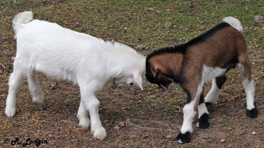 Karlsruher Zoo: Noch ist es ein ungleicher 'Kampf', ...