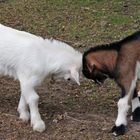 Karlsruher Zoo: Noch ist es ein ungleicher 'Kampf', ...