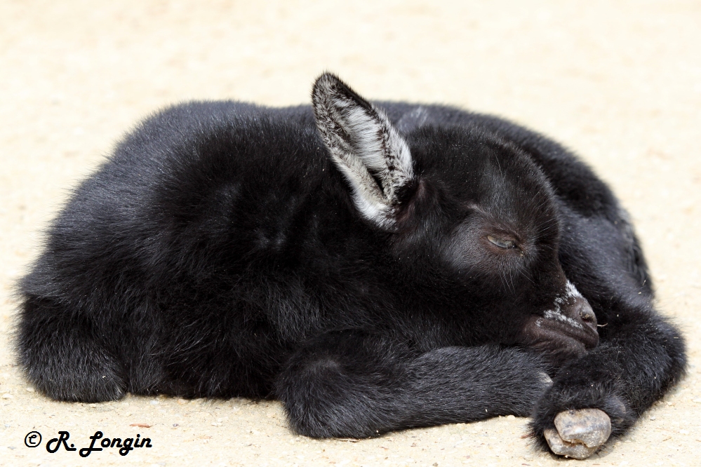 Karlsruher Zoo: Noch kann 'Nightie' im Kontaktgehege dösen, ...