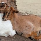 Karlsruher Zoo: Nun schlafen die zwei einträchtig, ...