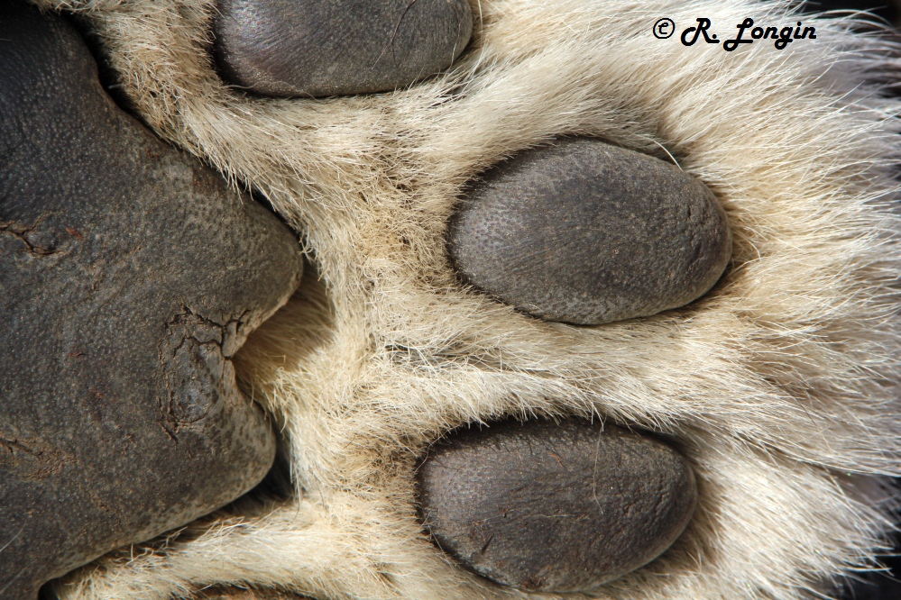 Karlsruher Zoo: Ohne die Scheibe hätte ich tatsächlich die 'Hand' schütteln können ;-)