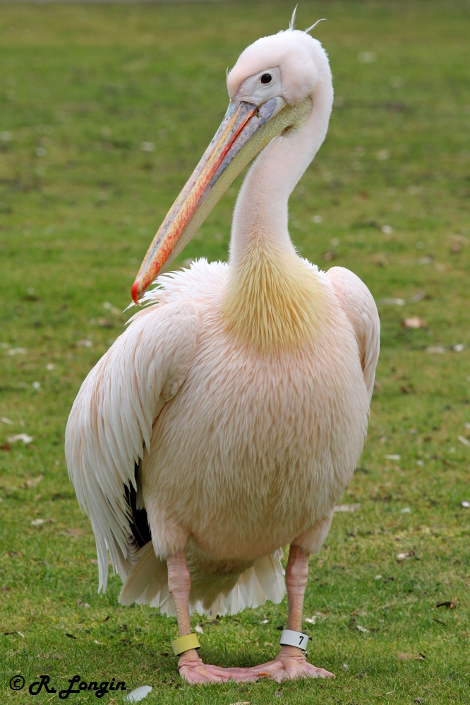 Karlsruher Zoo: Pelikan auf fremder Wiese