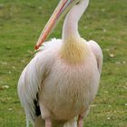 Karlsruher Zoo: Pelikan auf fremder Wiese