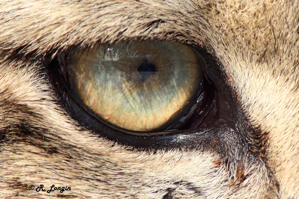 Karlsruher Zoo: "Schau mir tief in das Auge, ..."