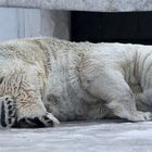 Karlsruher Zoo: "Seid bitte nicht zu laut!"