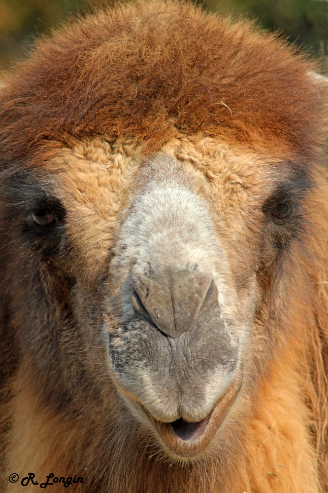 Karlsruher Zoo: Trampeltier schaut ganz entspannt zu mir