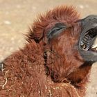 Karlsruher Zoo: "Uaaaäähh, was bin ich 'hundemüde', ..."