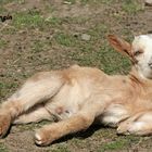 Karlsruher Zoo: "Und, hab ich den richtigen Blick drauf?" ...