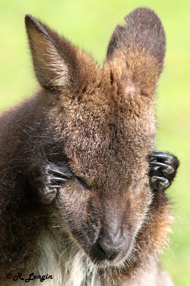 Karlsruher Zoo: "Wie kann man da ausschlafen ..."