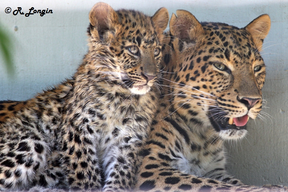 Karlsruher Zoo: Zum 2. Geburtstag: Mutter mit einem ihrer zwei Babys