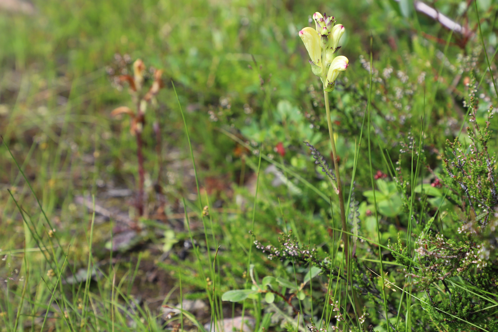 Karlszepter (Pedicularis sceptrum-carolinum)